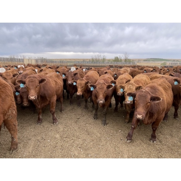 Lone Star Cattle Co. - 1010# May Delivery Steers - 230 Head (Strathmore, AB)
