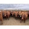 Image 1 : Lone Star Cattle Co. - 1010# May Delivery Steers - 230 Head (Strathmore, AB)