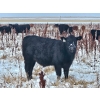 Image 9 : Steven & Janet Yule - 510# December Delivery Steer Calves - 85 Head (Gleichen, AB)
