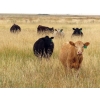 Image 9 : Two Point Cattle - 740# October Grass Heifers - 157 Head (Dilke, SK)