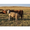 Image 9 : Bruce & Derek Christensen - 680# November Delivery Heifer Calves - 80 Head (Rainier, AB)