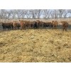 Image 3 : Franz Land & Cattle - 850# March Delivery Heifers - 48 Head (Medicine Hat, AB)
