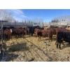 Image 5 : South Ridge Simmentals - 600# March Delivery Heifers - 105 Head (Monarch, AB)