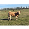 Image 2 : Avos Farms - 940# October Delivery Grass Heifers - 120 Head (MacKay, AB)