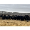 Image 2 : Lost River Farming - 860# April Delivery Steers - 150 Head (Allan, SK) VBP+