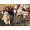 Image 3 : Circle A Farms - 725# March Delivery Steers - 83 Head (Beausejour, MB)