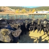 Image 2 : Roberts Ranching - 580# October Delivery Steer Calves - 70 Head (Lac La Hache, BC)