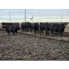 Image 3 : Ripple Rock Ranch - 845# January Delivery Weaned Heifers - 50 Head (Fincastle, AB)