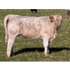 Image 5 : GW Murray Ranches - 575# November Delivery Heifer Calves - 80 Head (Rolling Hills, AB)