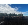 Image 13 : Chris Bartel - 1075# July Delivery Steers - 55 Head (Fort Vermilion, AB)