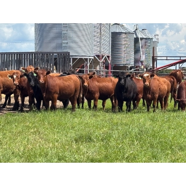 Hines Ranching Co. Ltd. - 28 AI Red X February Calving Bred Heifers (Marwayne, AB)