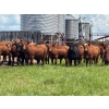Image 1 : Hines Ranching Co. Ltd. - 28 AI Red X February Calving Bred Heifers (Marwayne, AB)