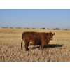 Image 7 : Osadczuk Cattle Co. (Brad & Elaine Osadczuk) - 250 Red Cows *HERD REDUCTION*