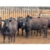Image 6 : PSV Farms Ltd. - 880# May Delivery Heifers - 32 Head (Enchant, AB)