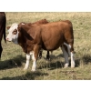 Image 5 : Jason & Melissa Smith - 650# October Delivery Steer Calves - 70 Head (Eckville, AB)