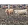 Image 2 : Larry Konschuk - 900# March Delivery Heifers - 125 Head (Strathmore, AB)