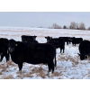 Image 3 : White Moose Ranches - 18 Black Angus X April/May Calvers (Turner Valley, AB)