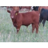 Image 15 : Storle Farms Ltd. - 630# October Delivery Steer Calves - 88 Head (Lake Alma, SK)