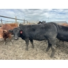 Image 5 : Birch Island Land & Cattle - 950# June/July Delivery Heifers - 63 Head (Rhein, SK)