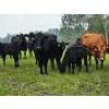 Image 20 : Vandenhoven Farms - 650# November Delivery Steer Calves - 95 Head (Rimbey, AB) VBP+