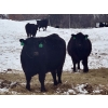 Image 3 : MG Cattle Co. Ltd. - 43 Oct/Nov Delivery Black/BBF Simm X Angus 2nd Calvers (Sangudo, AB)