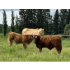 Image 4 : Jason & Jenna Packer - 830# October Delivery Steer Calves - 150 Head (Sundre, AB)