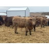 Image 4 : CCC Ranch - 15 November Delivery Dark Tan Bred Heifers (Coderre, SK)