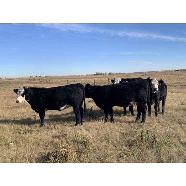 GIT Performance Cattle - 7 F1 Saler Heifers