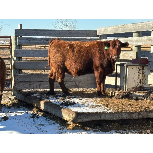 Fox Cattle Co. - 4 Bred Heifers (Pen 514)
