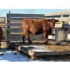 Image 1 : Fox Cattle Co. - 4 Bred Heifers (Pen 514)