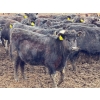 Image 8 : Doerksen Farms - 1000# August Delivery Heifers - 63 Head (Gem, AB)