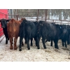 Image 8 : Turtleview Livestock - 750# March Delivery Steers - 79 Head (Goodlands, MB) VBP+