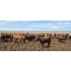 Image 5 : Ripple Rock Ranch - 765# June Delivery Heifers - 100 Head (Fincastle, AB)