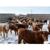 Image 3 : X Bar X Cattle Co. Ltd. - 971# March/April Delivery Steers - 64 Head (Lomond, AB)