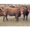 Image 3 : Lone Star Cattle Co. - 1010# May Delivery Steers - 230 Head (Strathmore, AB)