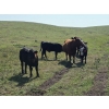 Image 3 : Twin Arrows Ranch - 560# October Delivery Heifer Calves - 105 Head (Erskine, AB)