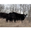 Image 4 : C & L Livestock - 25 BBF/BWF 2nd & 3rd Calf 3-Way Pairs (Edam, SK) VBP+