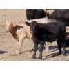 Image 10 : Strickland Cattle Co. - 535# November Steer Calves - 75 Head (Milestone, SK)