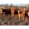Image 3 : Carter Morison - 1075# July Delivery Grass Heifers - 58 Head (Airdrie, AB)