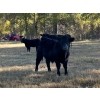 Image 2 : Beaver Ranch - 640# October Delivery Steer Calves - 95 Head (Quilchena, BC)
