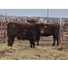 Image 1 : Rolling Hills Ag School - 2 Red Heifers (Pen 432)