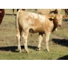 Image 3 : Ernie, Kathy & Kyle Lee - 600# October Delivery Steer Calves - 80 Head (Hanna, AB)