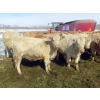 Image 2 : Frank Martens - 18 Cream/White Char X Bred Heifers (Theodore, SK)
