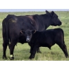 Image 4 : Malarky Farms - 35 Black/Black X Cow/Calf Pairs (Newdale, MB)