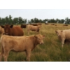 Image 5 : Indian Springs Land & Cattle - 600# October Delivery Heifer Calves - 90 Head (Hussar, AB)