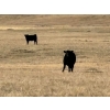 Image 19 : TNT Cattle Co. Ltd. - 500# October Delivery Steer Calves - 95 Head (Manyberries, AB)