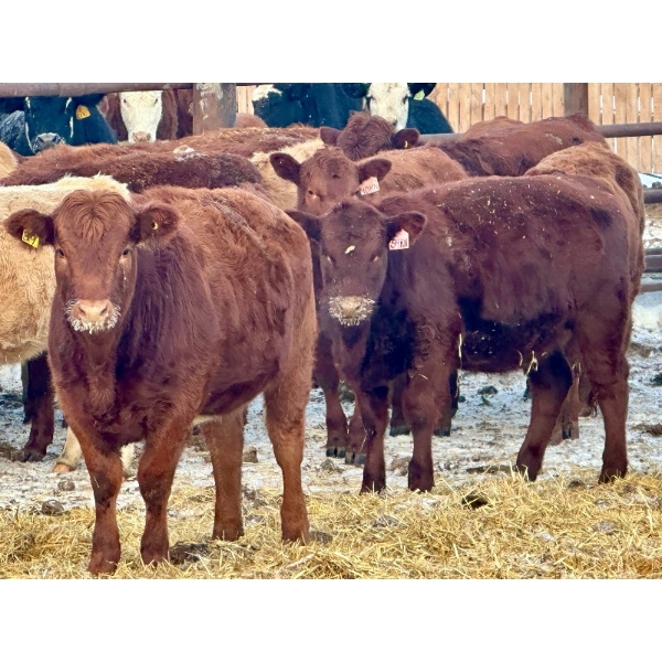 Blue Moon Cattle Co. - 800# March Delivery Weaned Heifers - 60 Head (Irricana, AB)