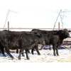 Image 6 : Coteau Ranch - 1050# December Delivery Open Heifers - 23 Head (Kisbey, SK)