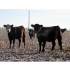 Image 5 : Jeff & Bonnie Resch - 920# November Grass Heifers - 67 Head (Leader, SK)