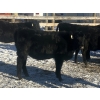 Image 1 : Rock Creek Cattle Co. Ltd. - 530# December Delivery Weaned Heifers - 38 Head (Nanton, AB) VBP+